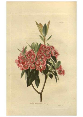 Reproducción/Reproduction 48753725923: The botanical cabinet. London :John & Arthur Arch ...,1817-1833.. 