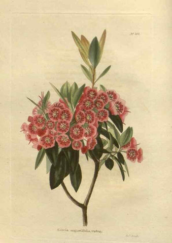 Reproducción/Reproduction 48753725923: The botanical cabinet. London :John & Arthur Arch ...,1817-1833.. 
