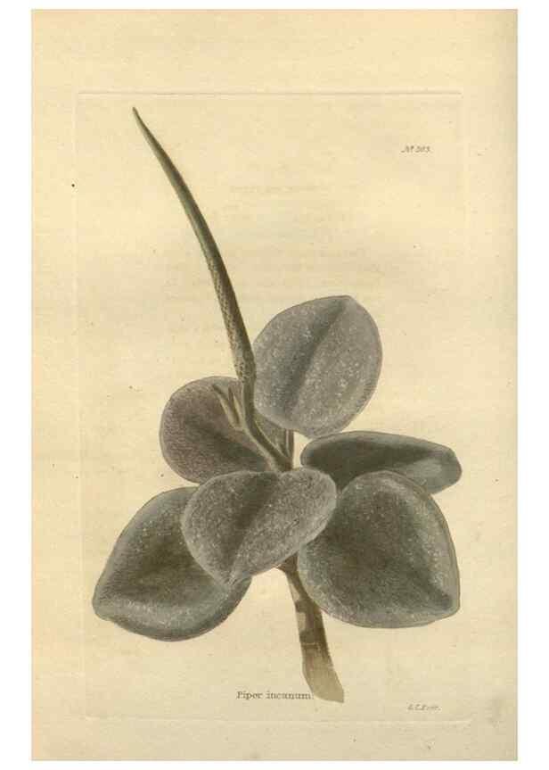 Reproducción/Reproduction 48754049991: The botanical cabinet. London :John & Arthur Arch ...,1817-1833.. 