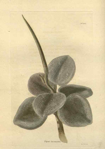 Reproducción/Reproduction 48754049991: The botanical cabinet. London :John & Arthur Arch ...,1817-1833.. 