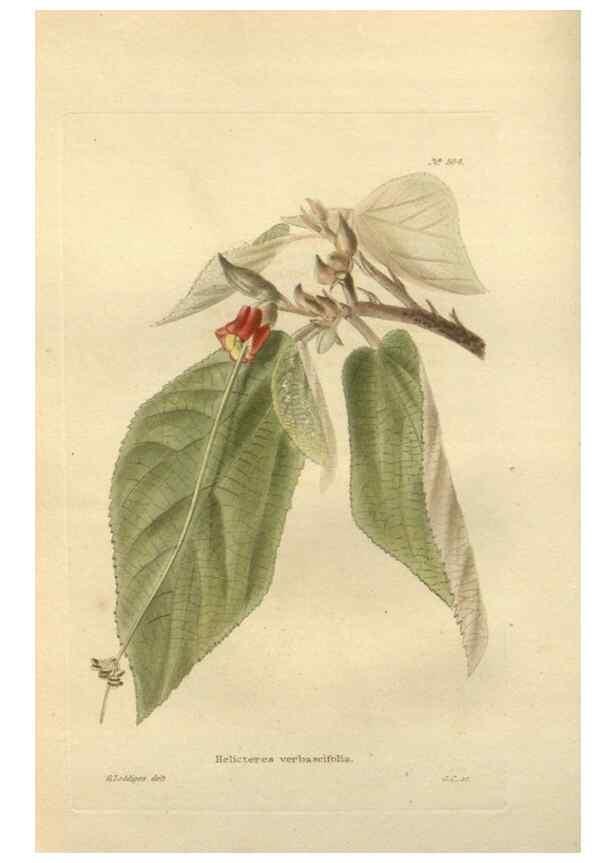 Reproducción/Reproduction 48754240382: The botanical cabinet. London :John & Arthur Arch ...,1817-1833.. 