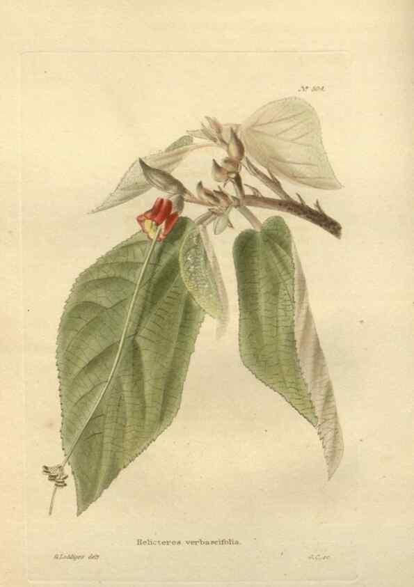 Reproducción/Reproduction 48754240382: The botanical cabinet. London :John & Arthur Arch ...,1817-1833.. 