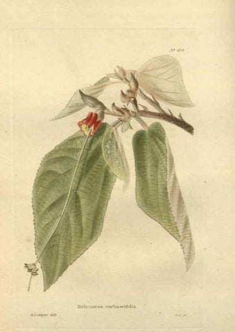 Reproducción/Reproduction 48754240382: The botanical cabinet. London :John & Arthur Arch ...,1817-1833.. 
