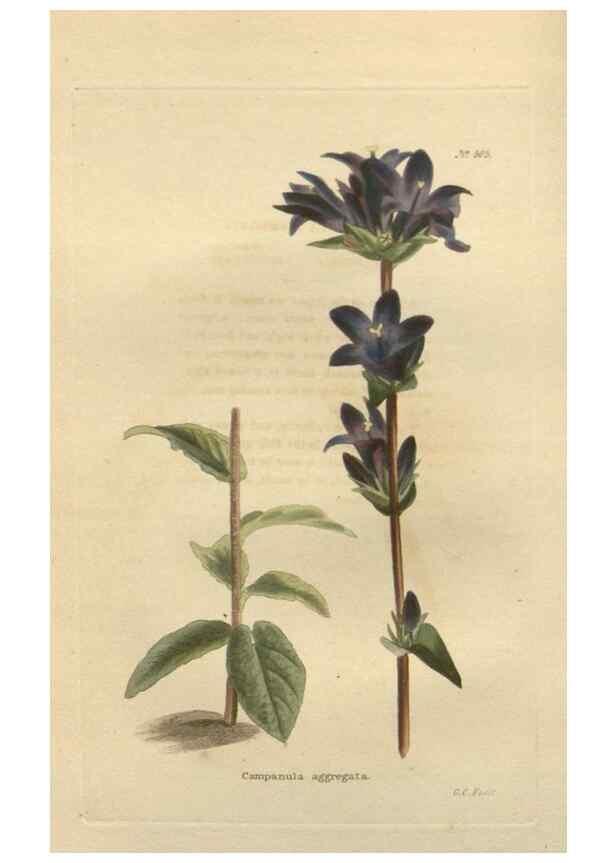 Reproducción/Reproduction 48753726573: The botanical cabinet. London :John & Arthur Arch ...,1817-1833.. 