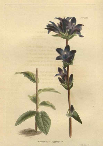 Reproducción/Reproduction 48753726573: The botanical cabinet. London :John & Arthur Arch ...,1817-1833.. 