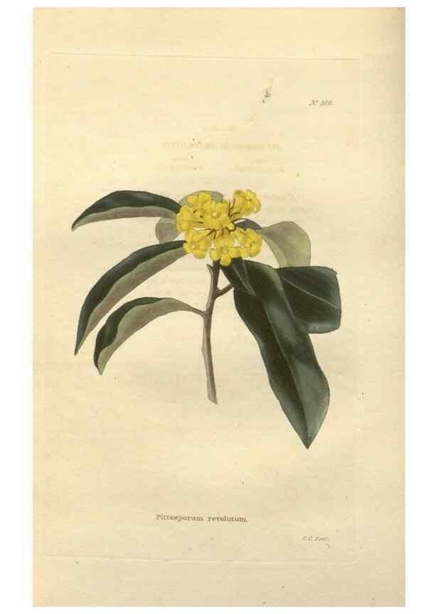 Reproducción/Reproduction 48754050721: The botanical cabinet. London :John & Arthur Arch ...,1817-1833.. 