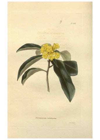 Reproducción/Reproduction 48754050721: The botanical cabinet. London :John & Arthur Arch ...,1817-1833.. 