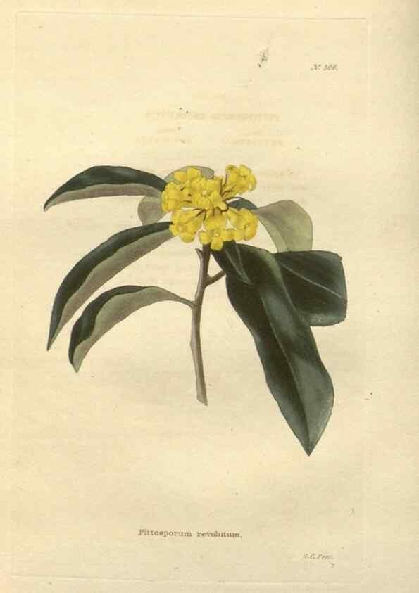 Reproducción/Reproduction 48754050721: The botanical cabinet. London :John & Arthur Arch ...,1817-1833.. 