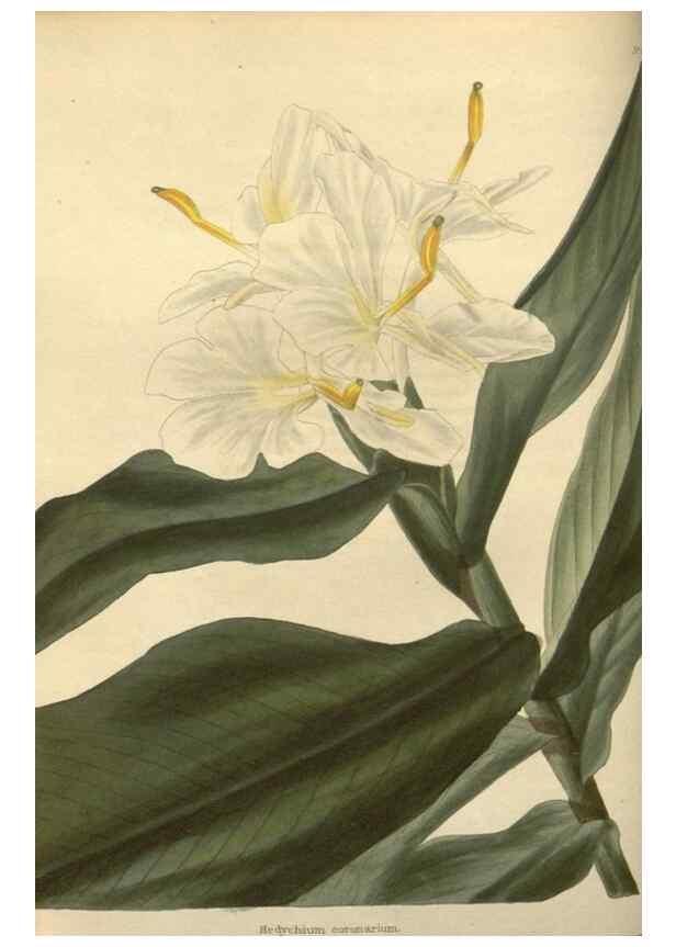 Reproducción/Reproduction 48754051011: The botanical cabinet. London :John & Arthur Arch ...,1817-1833.. 