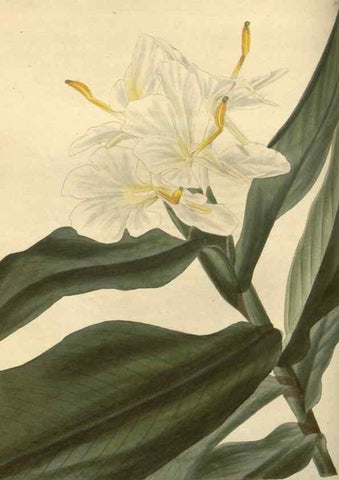 Reproducción/Reproduction 48754051011: The botanical cabinet. London :John & Arthur Arch ...,1817-1833.. 