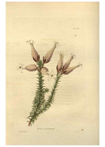 Reproducción/Reproduction 48754241322: The botanical cabinet. London :John & Arthur Arch ...,1817-1833.. 
