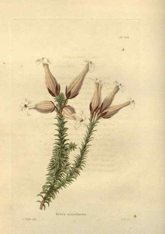 Reproducción/Reproduction 48754241322: The botanical cabinet. London :John & Arthur Arch ...,1817-1833.. 