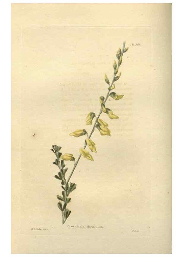 Reproducción/Reproduction 48754241557: The botanical cabinet. London :John & Arthur Arch ...,1817-1833.. 