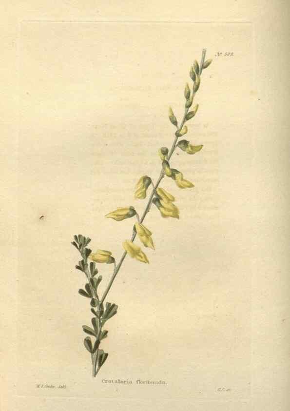 Reproducción/Reproduction 48754241557: The botanical cabinet. London :John & Arthur Arch ...,1817-1833.. 