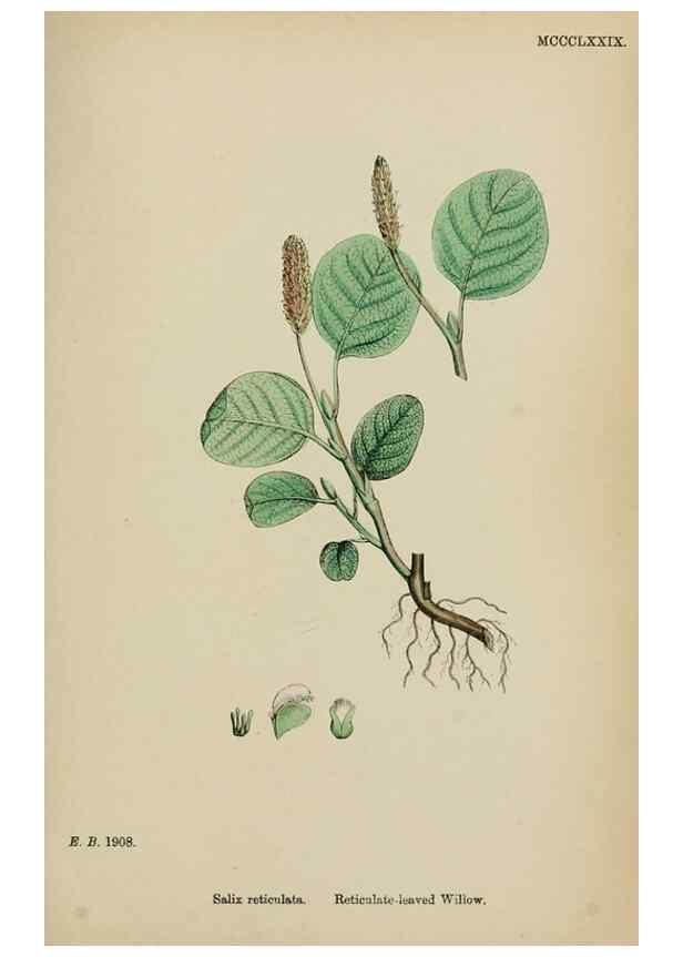 Reproducción/Reproduction 48753969911: English botany, or, Coloured figures of British plants /. London :R. Hardwicke,1863-1886.. 