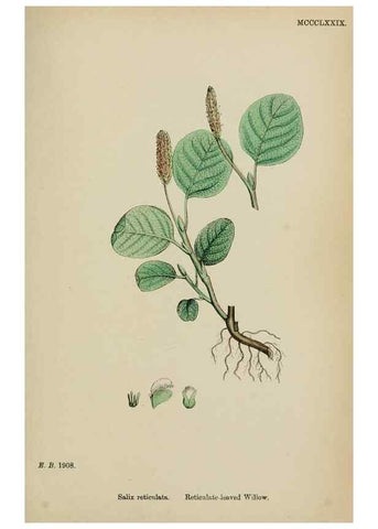 Reproducción/Reproduction 48753969911: English botany, or, Coloured figures of British plants /. London :R. Hardwicke,1863-1886.. 