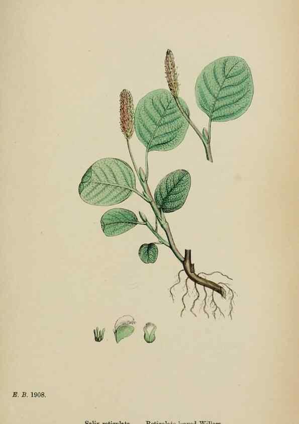 Reproducción/Reproduction 48753969911: English botany, or, Coloured figures of British plants /. London :R. Hardwicke,1863-1886.. 
