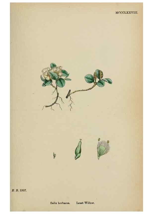 Reproducción/Reproduction 48754159342: English botany, or, Coloured figures of British plants /. London :R. Hardwicke,1863-1886.. 