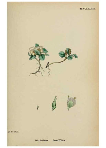 Reproducción/Reproduction 48754159342: English botany, or, Coloured figures of British plants /. London :R. Hardwicke,1863-1886.. 
