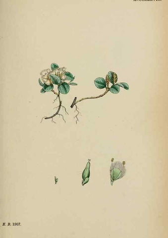 Reproducción/Reproduction 48754159342: English botany, or, Coloured figures of British plants /. London :R. Hardwicke,1863-1886.. 