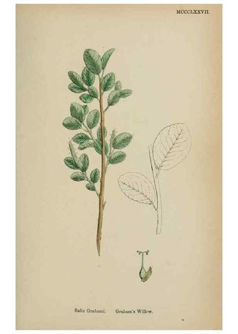 Reproducción/Reproduction 48753969391: English botany, or, Coloured figures of British plants /. London :R. Hardwicke,1863-1886.. 