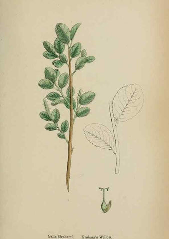 Reproducción/Reproduction 48753969391: English botany, or, Coloured figures of British plants /. London :R. Hardwicke,1863-1886.. 