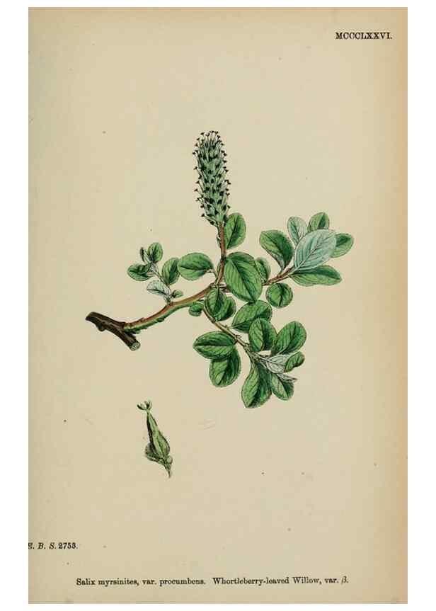 Reproducción/Reproduction 48753969121: English botany, or, Coloured figures of British plants /. London :R. Hardwicke,1863-1886.. 