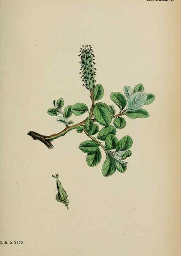 Reproducción/Reproduction 48753969121: English botany, or, Coloured figures of British plants /. London :R. Hardwicke,1863-1886.. 