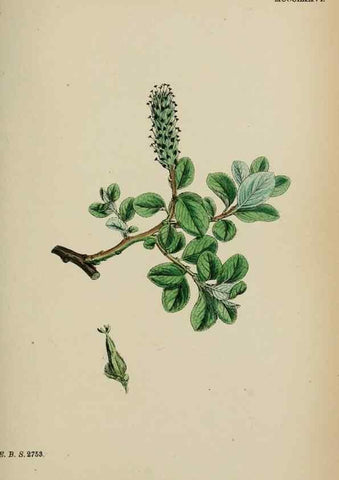 Reproducción/Reproduction 48753969121: English botany, or, Coloured figures of British plants /. London :R. Hardwicke,1863-1886.. 