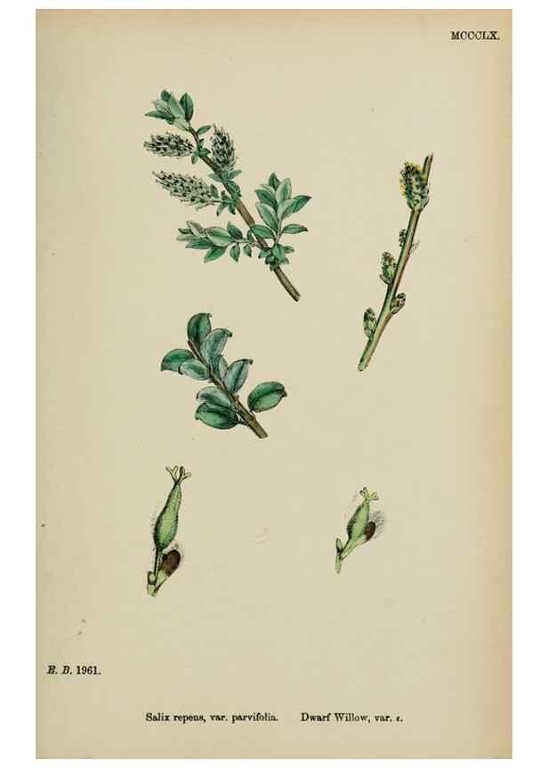 Reproducción/Reproduction 48754155157: English botany, or, Coloured figures of British plants /. London :R. Hardwicke,1863-1886.. 