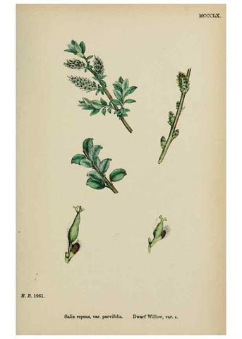 Reproducción/Reproduction 48754155157: English botany, or, Coloured figures of British plants /. London :R. Hardwicke,1863-1886.. 