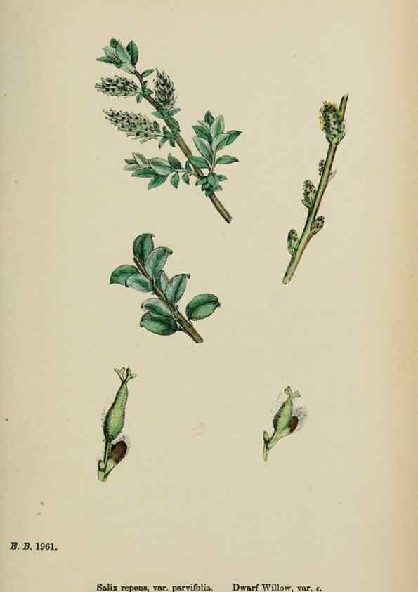 Reproducción/Reproduction 48754155157: English botany, or, Coloured figures of British plants /. London :R. Hardwicke,1863-1886.. 