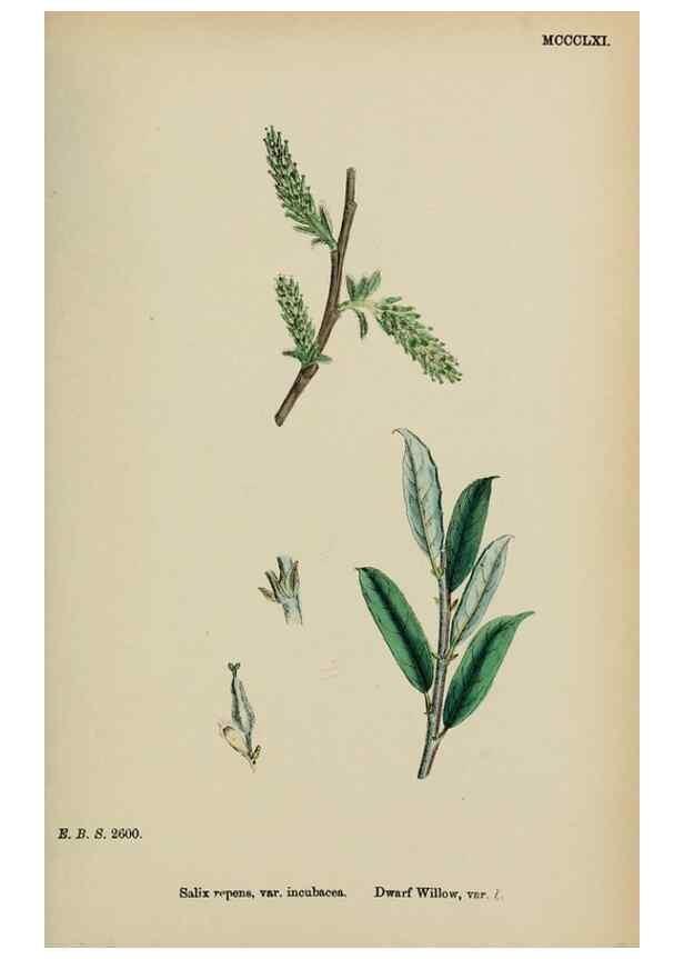 Reproducción/Reproduction 48753965641: English botany, or, Coloured figures of British plants /. London :R. Hardwicke,1863-1886.. 