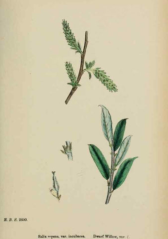Reproducción/Reproduction 48753965641: English botany, or, Coloured figures of British plants /. London :R. Hardwicke,1863-1886.. 