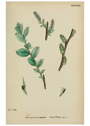 Reproducción/Reproduction 48753965891: English botany, or, Coloured figures of British plants /. London :R. Hardwicke,1863-1886.. 
