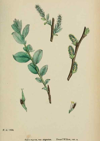Reproducción/Reproduction 48753965891: English botany, or, Coloured figures of British plants /. London :R. Hardwicke,1863-1886.. 