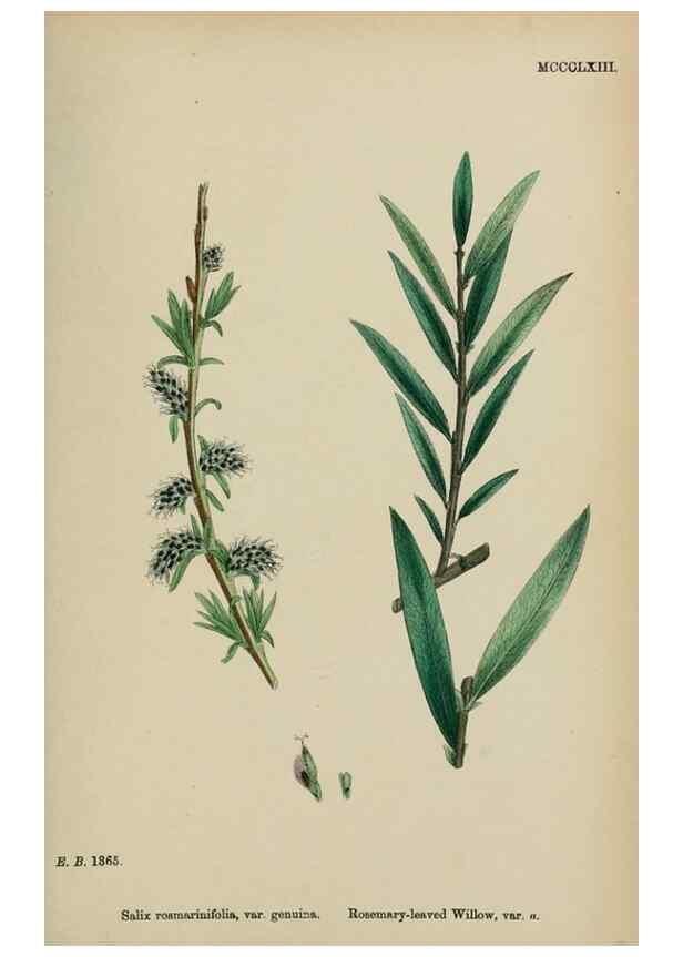 Reproducción/Reproduction 48753641063: English botany, or, Coloured figures of British plants /. London :R. Hardwicke,1863-1886.. 