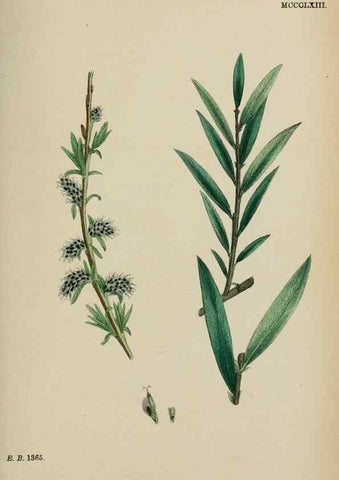 Reproducción/Reproduction 48753641063: English botany, or, Coloured figures of British plants /. London :R. Hardwicke,1863-1886.. 