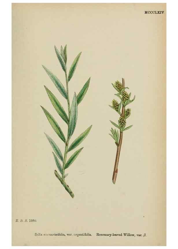Reproducción/Reproduction 48753966361: English botany, or, Coloured figures of British plants /. London :R. Hardwicke,1863-1886.. 