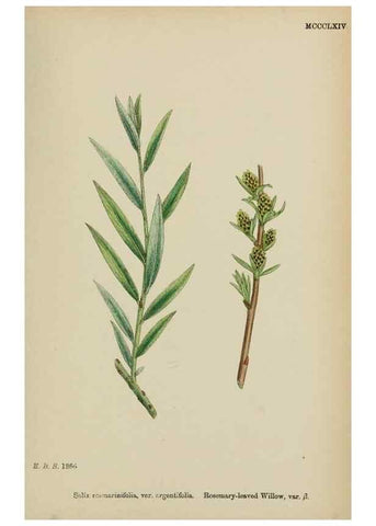 Reproducción/Reproduction 48753966361: English botany, or, Coloured figures of British plants /. London :R. Hardwicke,1863-1886.. 
