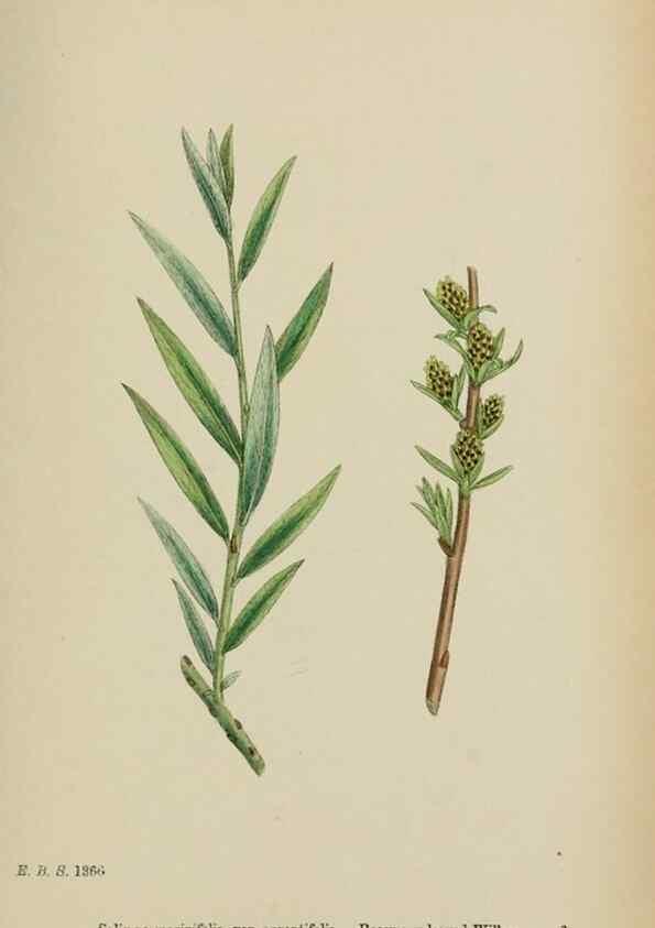 Reproducción/Reproduction 48753966361: English botany, or, Coloured figures of British plants /. London :R. Hardwicke,1863-1886.. 