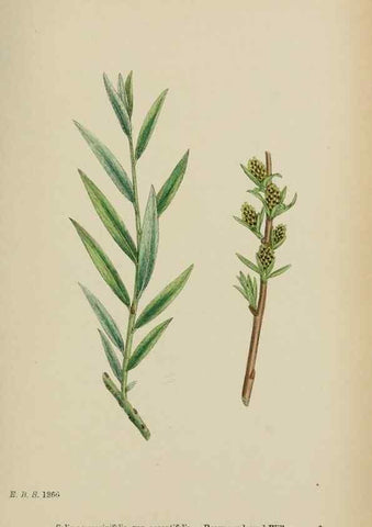 Reproducción/Reproduction 48753966361: English botany, or, Coloured figures of British plants /. London :R. Hardwicke,1863-1886.. 