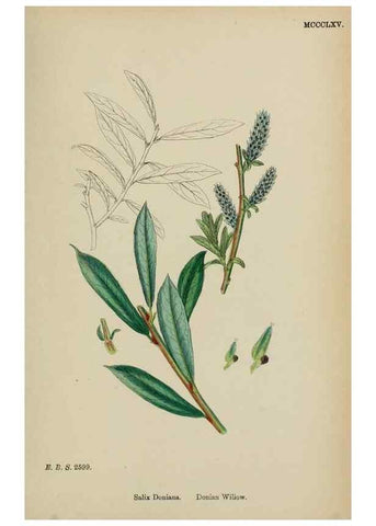 Reproducción/Reproduction 48753966611: English botany, or, Coloured figures of British plants /. London :R. Hardwicke,1863-1886.. 