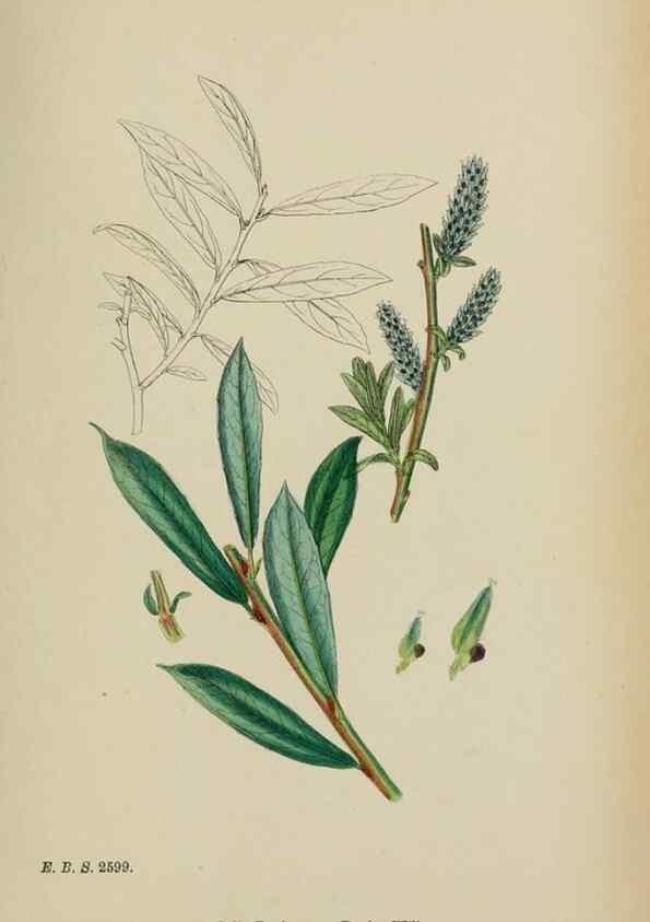 Reproducción/Reproduction 48753966611: English botany, or, Coloured figures of British plants /. London :R. Hardwicke,1863-1886.. 