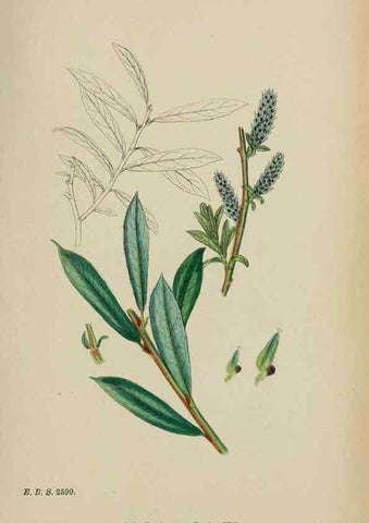 Reproducción/Reproduction 48753966611: English botany, or, Coloured figures of British plants /. London :R. Hardwicke,1863-1886.. 