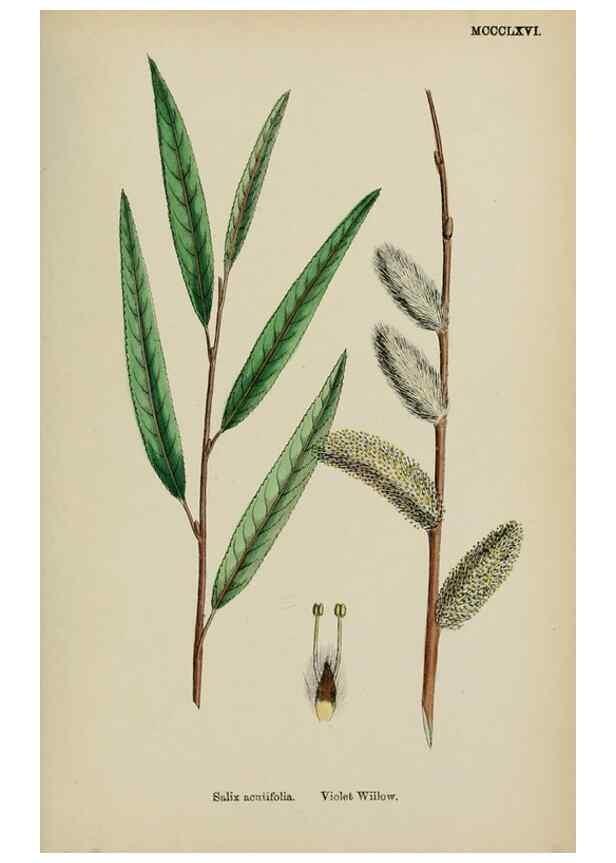 Reproducción/Reproduction 48754156407: English botany, or, Coloured figures of British plants /. London :R. Hardwicke,1863-1886.. 