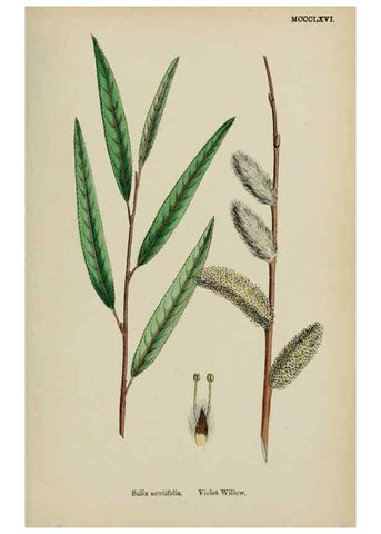 Reproducción/Reproduction 48754156407: English botany, or, Coloured figures of British plants /. London :R. Hardwicke,1863-1886.. 