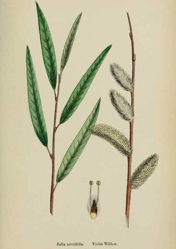 Reproducción/Reproduction 48754156407: English botany, or, Coloured figures of British plants /. London :R. Hardwicke,1863-1886.. 