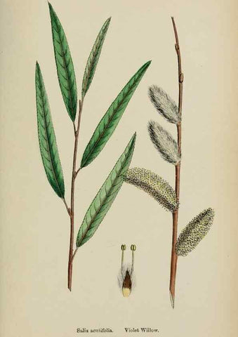 Reproducción/Reproduction 48754156407: English botany, or, Coloured figures of British plants /. London :R. Hardwicke,1863-1886.. 
