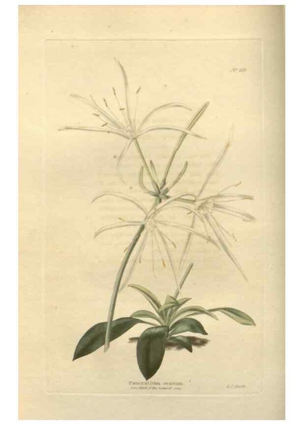 Reproducción/Reproduction 48754051731: The botanical cabinet. London :John & Arthur Arch ...,1817-1833.. 